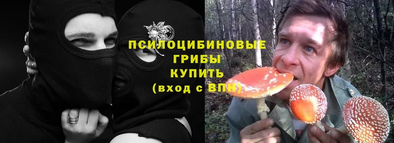 Псилоцибиновые грибы Psilocybine cubensis  купить  сайты  Астрахань 